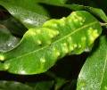 Pimple psyllid on Lilly pillysmall (Waterhousea floribunda)